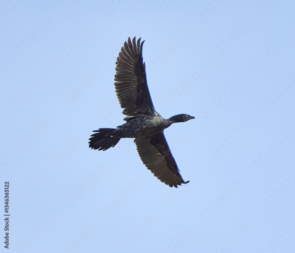 Obraz premium Pygmy cormorant in flight........