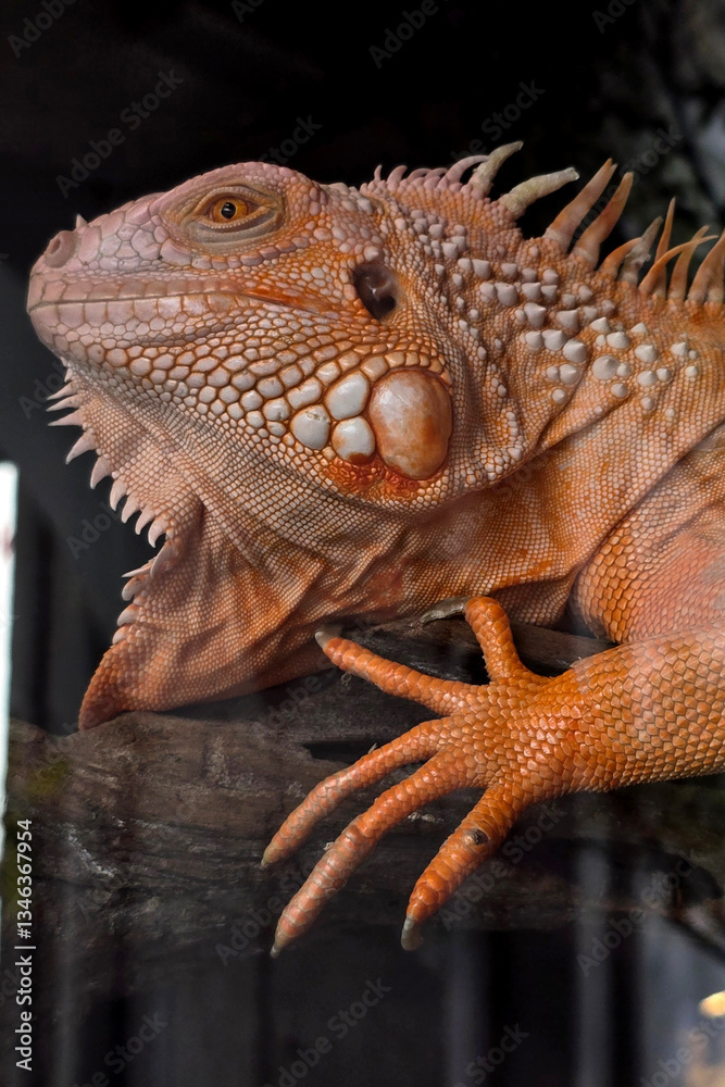 Fototapeta premium A striking close-up of an orange iguana perched on a wooden branch.