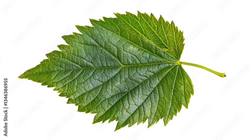 Fototapeta premium Green leaf isolated on transparent background showing detailed veins