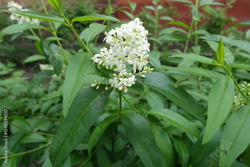 Array of white flowers of Ligustrum vulgare in June photo
