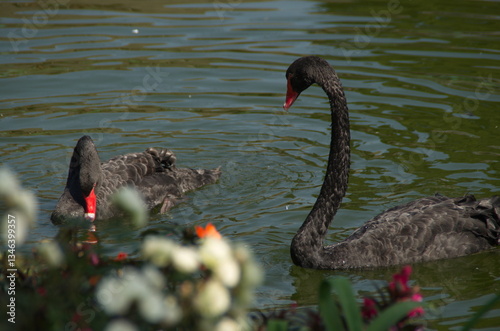 Fototapeta Naklejka Na Ścianę i Meble -  black swan on the lake