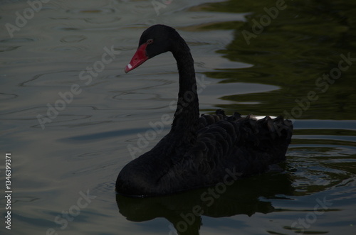Fototapeta Naklejka Na Ścianę i Meble -  black swan on the water