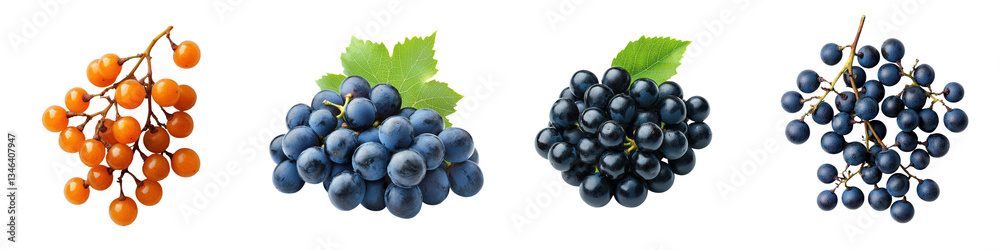 Fototapeta premium A collection of ripe vibrant grape clusters in various colors including deep purple green and orange yellow hanging on the vine with leaves