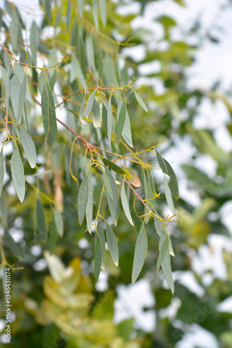 Wallpaper Mural Cider gum branches with leaves Torontodigital.ca