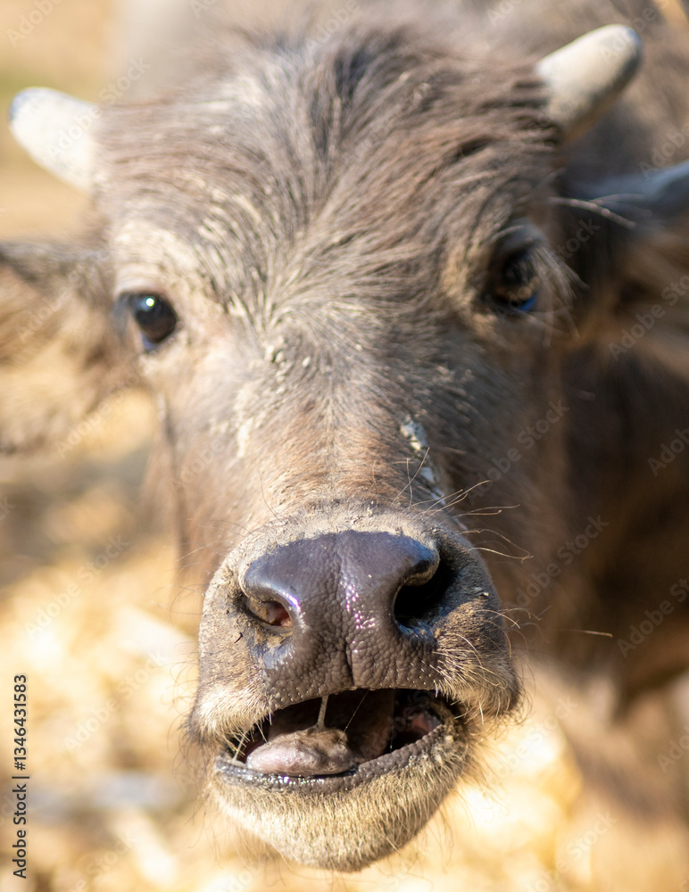 Fototapeta premium Young Water Buffalo,in rainforest farmland,Pai District,Northern Thailand.