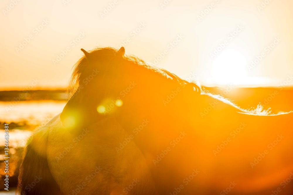 Fototapeta premium icelandic horse pony cute in landscape pretty nature rural