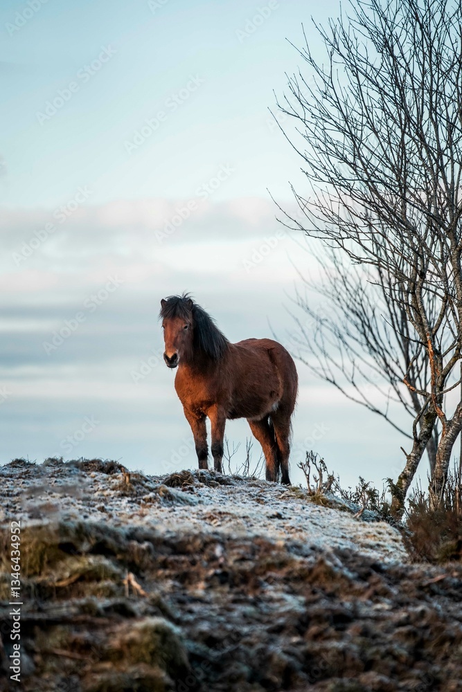 icelandic horse pony cute in landscape pretty nature rural icelandic horse pony cute in landscape pretty nature rural