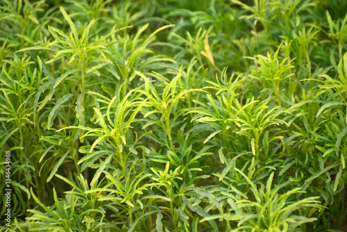 Ming aralia plant in a green environment showcasing its lush and vibrant foliage.