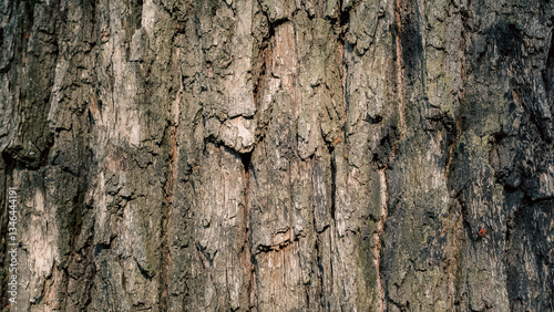 old tree trunk close up