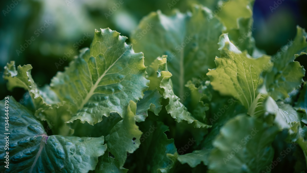 green fresh lettuce leaves close up green fresh lettuce leaves close up