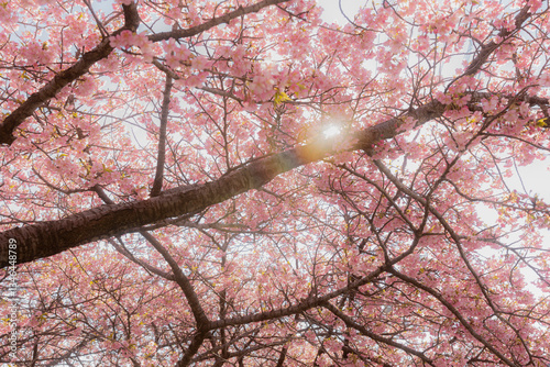 サクラ　桜　さくら