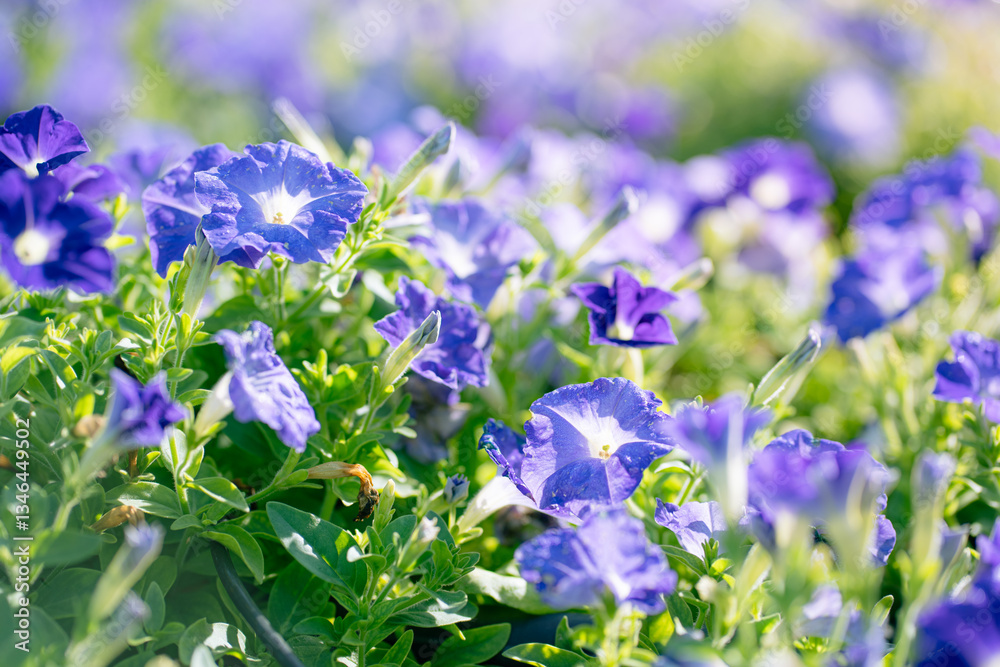 Detail of blossoming blue petunia, surfinia flowers in a rich green foliage. Large healthy flowers in full bloom. Detail of blossoming blue petunia, surfinia flowers in a rich green foliage. Large healthy flowers in full bloom.
