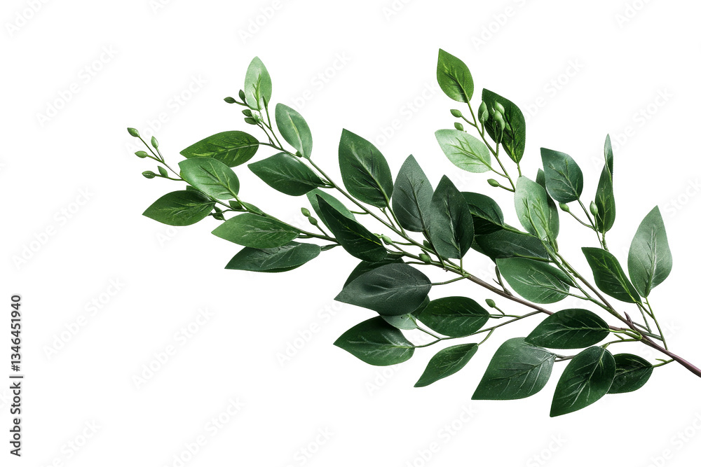 Naklejka premium Green leaves branch with budding flowers on transparent background