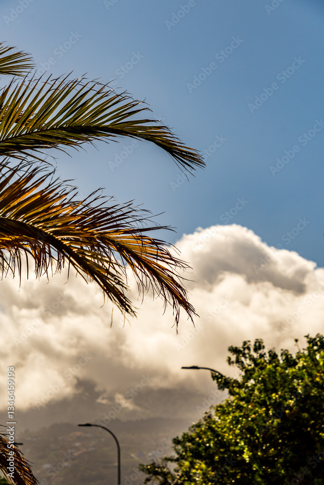 Obraz premium Paisaje en el Puerto de la Cruz, Tenerife.