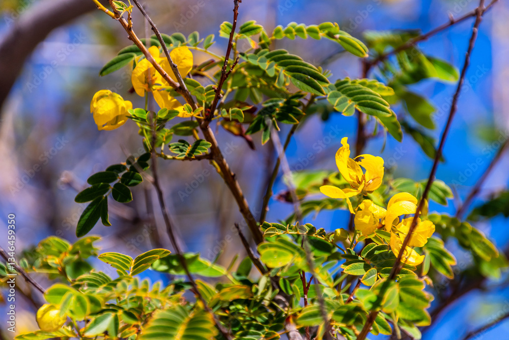 Naklejka premium Cassia leptophylla pertenece a la familia de Fabaceae.