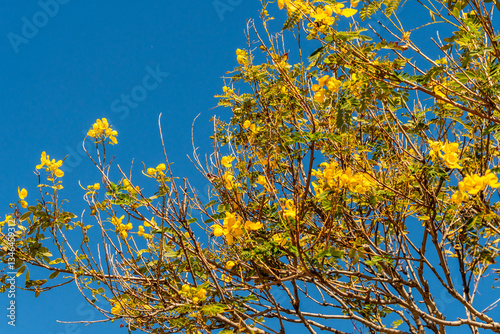 Cassia leptophylla pertenece a la familia de Fabaceae.