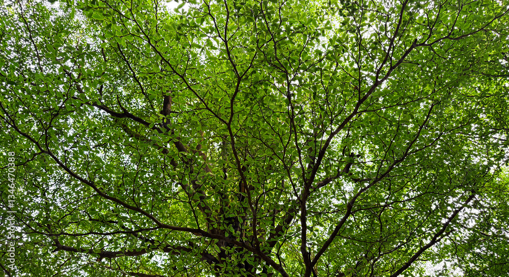 Ivory coast almond or Black afara tree Green leaves in the garden Ivory coast almond or Black afara tree Green leaves in the garden