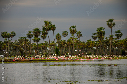 Palms landscape in La Estrella Marsh variety of bird species,  Formosa province, Argentina. photo
