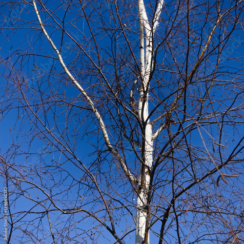 Flora of Finland - silver birch, Betula pendula