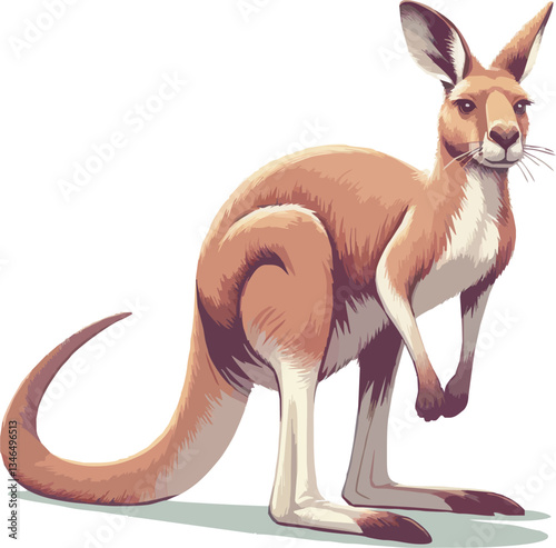 kangaroo vector ilustration on transparant background.png