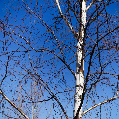 Flora of Finland - silver birch, Betula pendula