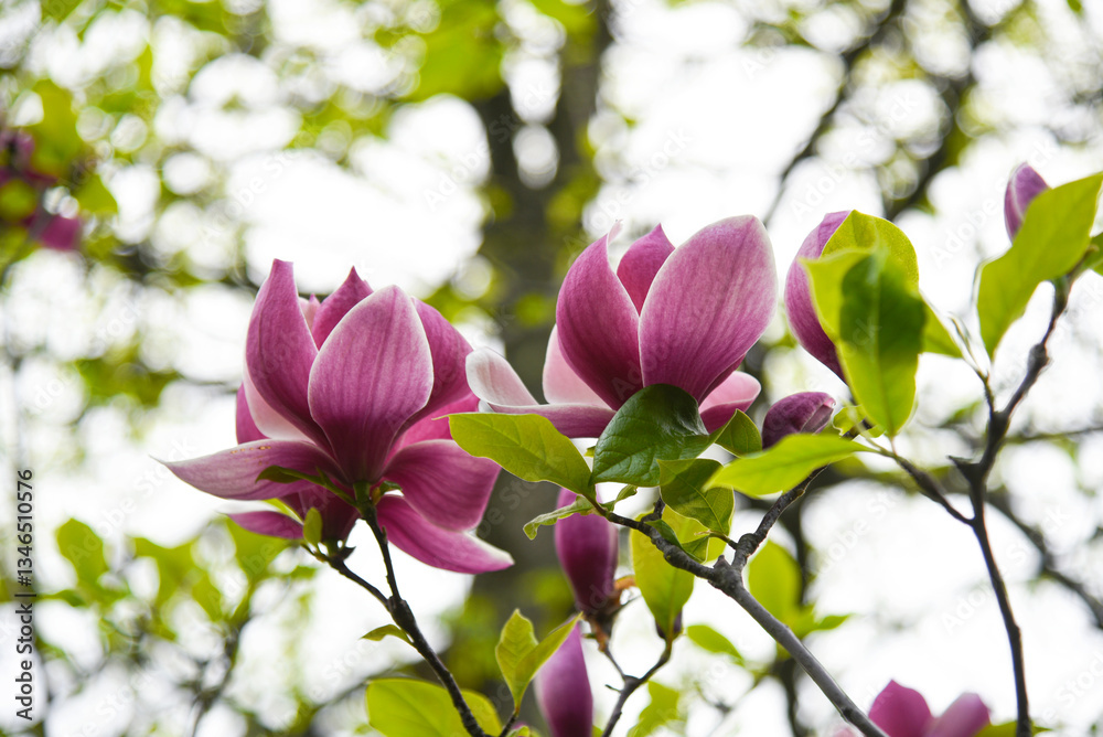 Obraz premium Pink magnolia flower with thick fresh petals on green background with light spots. Detailed bright streaks on petals.Blooming branch of magnolia tree. Hryshko National Botanical Garden, Kyiv, Ukraine