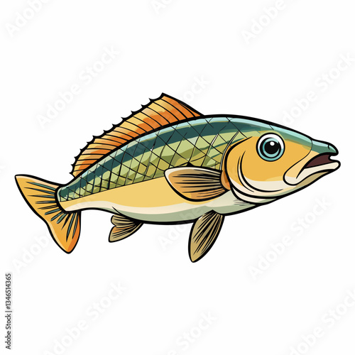 cichlid fish on a white background