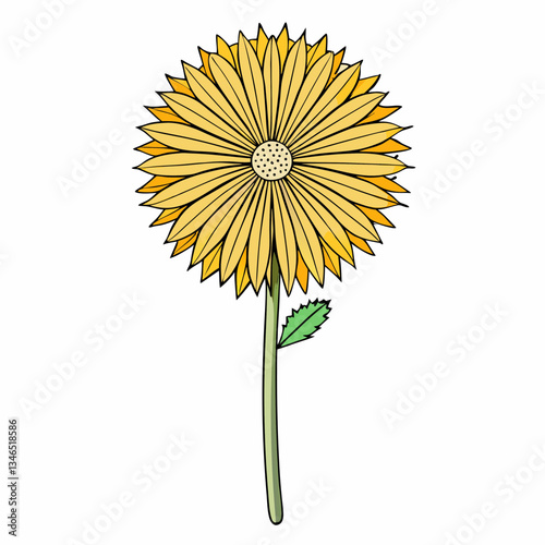 dandelion flower on white background