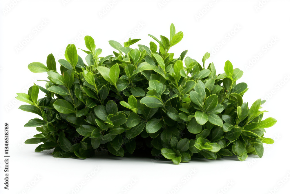 Isolated tree surrounded by dense boxwood bush with tight green leaves nature scene studio photography minimalist environment close-up viewpoint Isolated tree surrounded by dense boxwood bush with tight green leaves nature scene studio photography minimalist environment close-up viewpoint