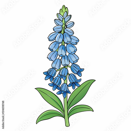 delphinium flowers on white