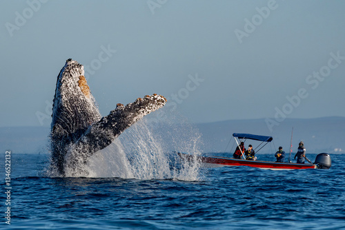humpback whale breaching in front of whale watching boat in Todos Santos, Pacific Ocean, Baja California Sur Mexico photo