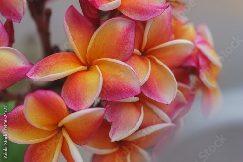 Plumeria flower.Pink yellow and white frangipani tropical flora, plumeria blossom blooming on tree.