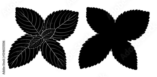 Black silhouette lemon balm or melissa officinalis, medicinal plant