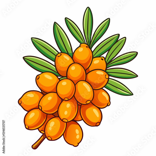 vector illustration of a sea buckthorn fruit