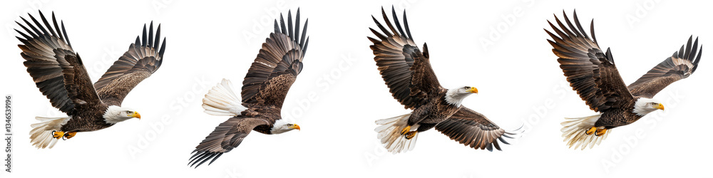 Obraz premium Powerful and graceful bald eagle soaring through the sky showcasing its impressive wingspan and keen hunting skills as a formidable predator of the wilderness