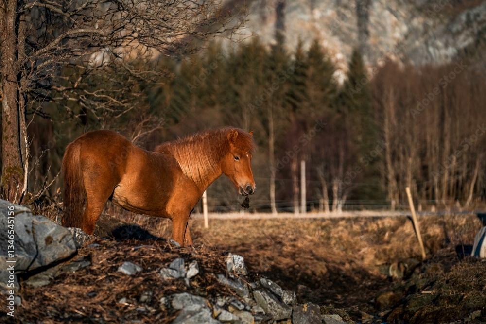 Naklejka premium horse icelandic pretty landscape natural pony