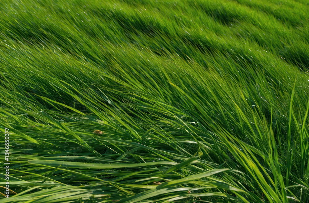 view of a lush green grass background, providing a natural and vibrant texture for various design applications. view of a lush green grass background, providing a natural and vibrant texture for various design applications.