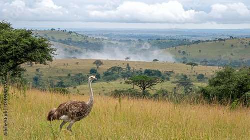 Ostrich Running Across Vast African Savanna Landscape in Nature
