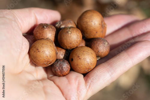 Close-up of a hand holding galls (galla) from the oak. The brown round fruits are dry.