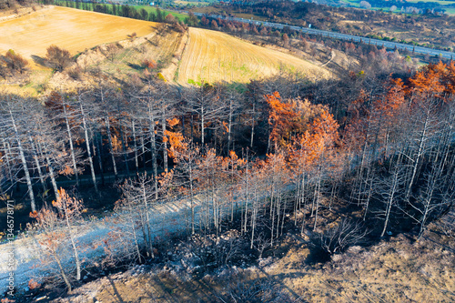 Burnt forest and fields in legarda, navarre, spain after wildfire