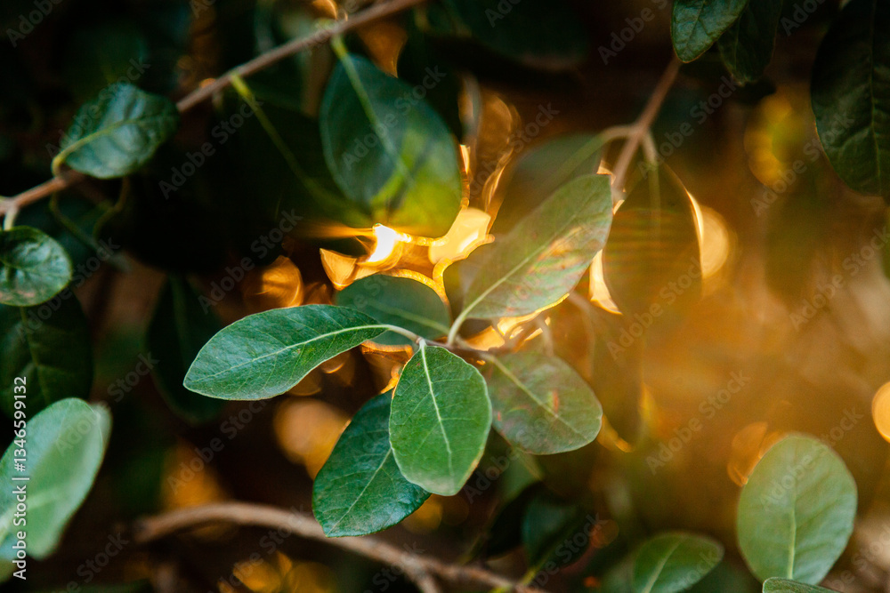 Feijoa leaves with golden sunlight flaring through the bush Feijoa leaves with golden sunlight flaring through the bush