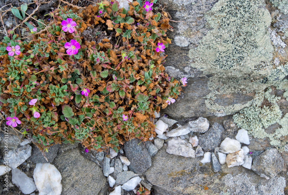 Obraz premium Crane beak (Erodium corsicum), endemic to Corsica and Sardinia, flourishes on the cliffs of the northern coast. Stintino, Sassari. Sardinia.