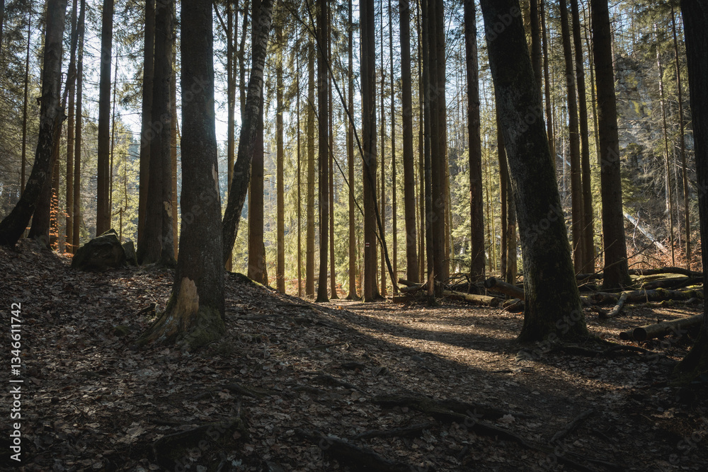 Obraz premium Peaceful Spring Sunlight Streaming Through Trees in the Forest