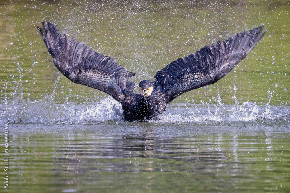 Fototapeta premium Cormorant on lake surface flapping wings in cloud of water droplets in Wiltshire, UK on 19 March 2025