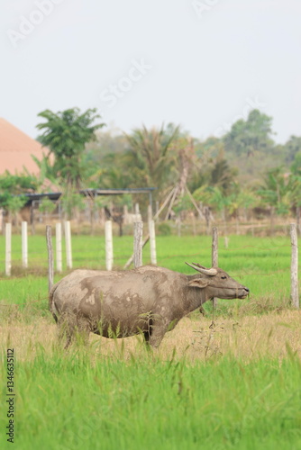 Photography nature and animals of Cambodia