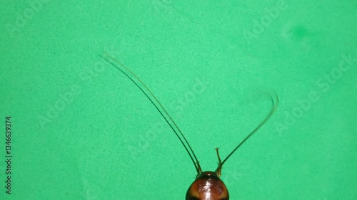 Half-Body Close-Up of a Cockroach on a Green Screen Background for Editing and Compositing