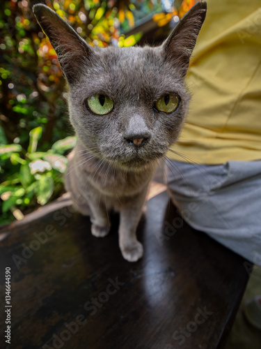 Silver-gray Russian Blue cat walking behind a man on a wooden chair.