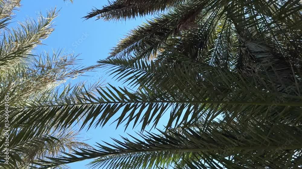 Palm trees sway gently against the clear blue sky on a bright sunny day. Low-angle footage captures the tropical atmosphere, highlighting the beauty of nature and warm coastal vibes Palm trees sway gently against the clear blue sky on a bright sunny day. Low-angle footage captures the tropical atmosphere, highlighting the beauty of nature and warm coastal vibes