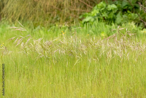 El verde de las hierbas como en una pradera