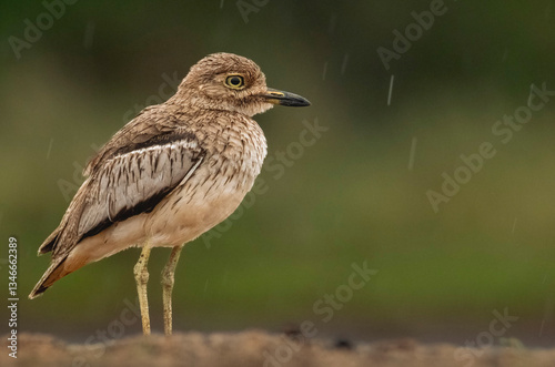 Wallpaper Mural Stoic Water Thick-knee (Burhinus vermiculatis) in a summer shower. Torontodigital.ca
